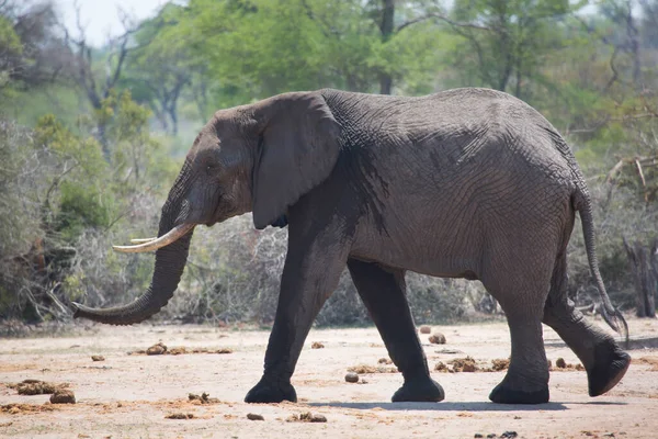 Słoń Afrykański Savannah — Zdjęcie stockowe