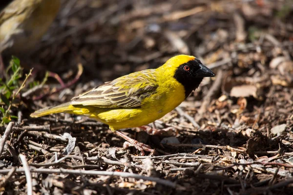 Cape Weaver, Ploceus capensis