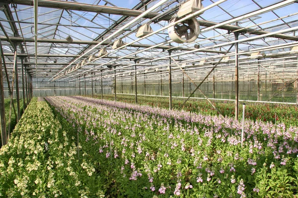 Estufa Com Plantas Flores Jardim — Fotografia de Stock