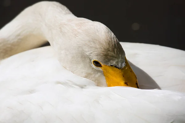 Cigno Bianco Sul Lago — Foto Stock