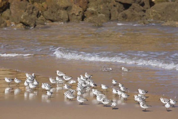 Seagulls Beach Portugal — Stock Photo, Image