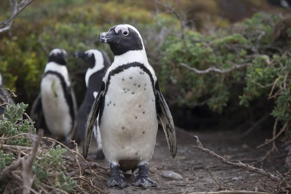 Gentoo Πιγκουίνοι Στη Θάλασσα — Φωτογραφία Αρχείου