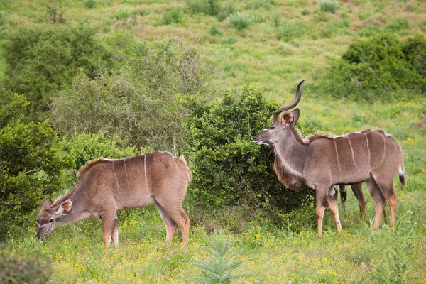 Vista Del Antílope Salvaje Sabana — Foto de Stock