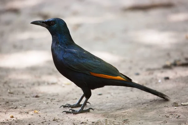 Corvo Preto Chão — Fotografia de Stock