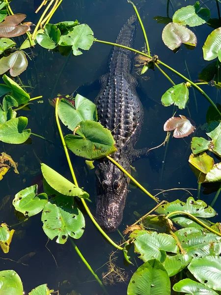 Gölde yüzmeye timsah
