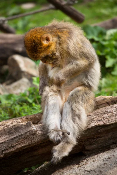 Close Macaco Bonito — Fotografia de Stock