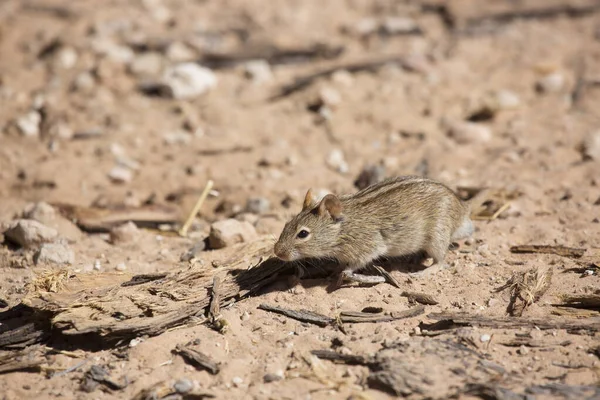 Souris Rat Quatre Rayures Rhabdomys Pumilio Recherche Nourriture Sur Sol — Photo