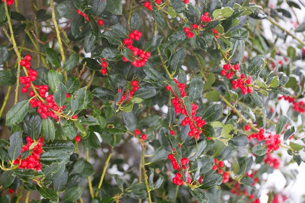 Baies Rouges Aubépine Dans Jardin — Photo