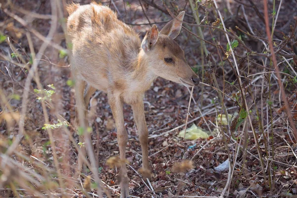 Nahaufnahme Von Rehwild Javan Rusa Oder Sunda Sambar Rusa Timorensis — Stockfoto