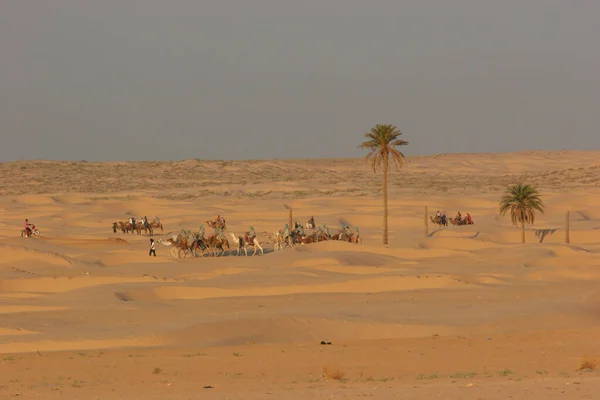 Vista Pessoas Montando Camelos Deserto — Fotografia de Stock