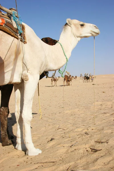 Vista Gente Montando Camellos Desierto —  Fotos de Stock