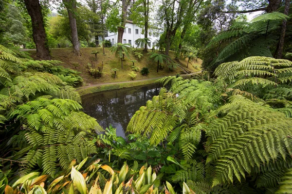 Yeşil yapraklı güzel tropikal bahçe