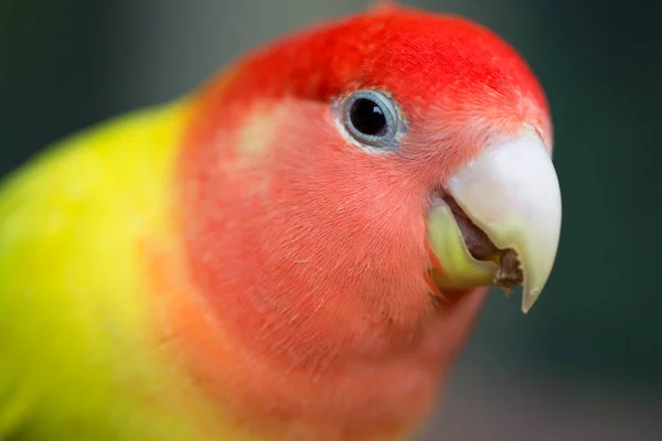 Közelkép Fej Szerelmes Madár Agapornis Roseicollis Vagy Lutino Őszibarack Arc — Stock Fotó