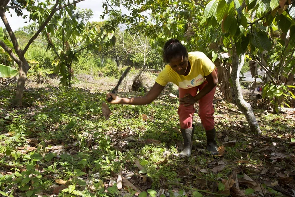 Muz çiftliğinde çalışan genç bayan işçi, seyahat çekimi.