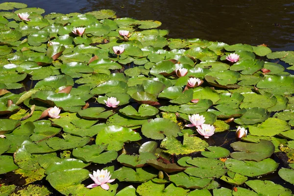 Bela Vista Lago Com Flores Lótus — Fotografia de Stock
