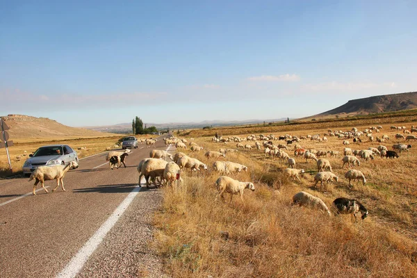 Kırsalda bir çiftlik otlağında koyun sürüsü.