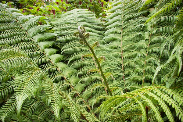 Foglie Felce Verde Vista Vicino — Foto Stock