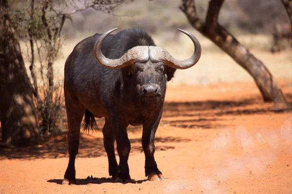 Afrika ya da Cape Buffalo boğası, syncerus caffer, Karoo çölünde kum ve savanada yürüyor.