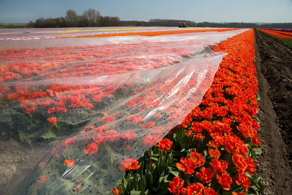 Güzel taze çiçekler Doğal manzara