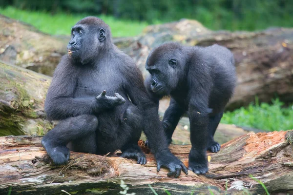 動物園のゴリラ自然生息地 — ストック写真