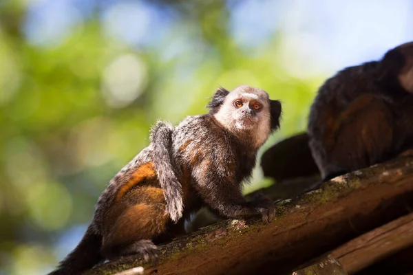 Beyaz başlı ya da kıvrık kulaklı marmoset, Callithrix Geoffroyi, bir dala dikiş atıyor.