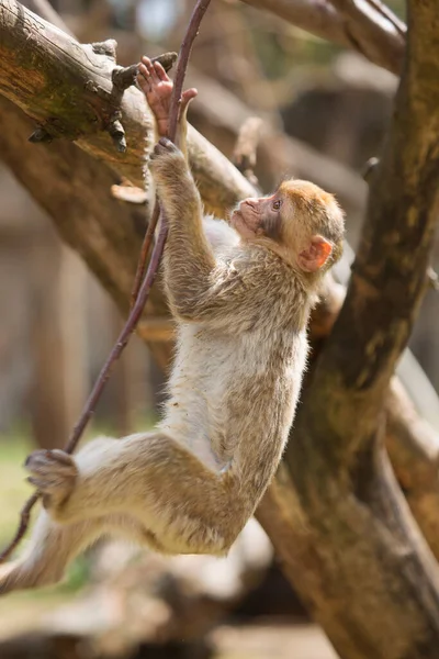 Close Macaco Bonito — Fotografia de Stock