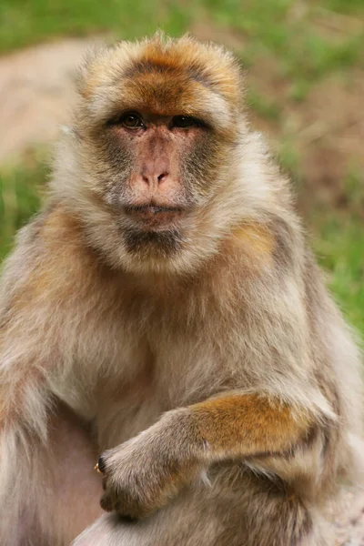 Macaco Bonito Ambiente Selvagem — Fotografia de Stock