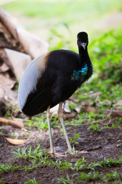ジャングルの生息地に生息する黒鳥 — ストック写真