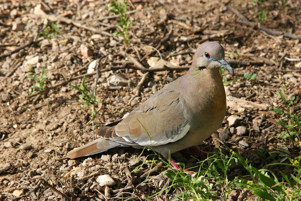 Brun Duva Sittande Marken — Stockfoto