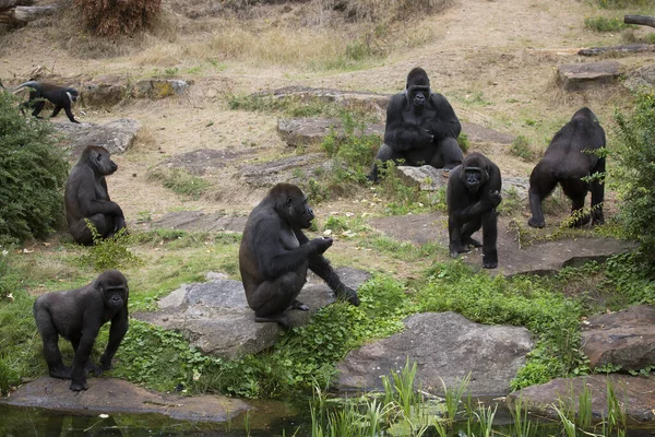 Grupp Apor Djurparken — Stockfoto