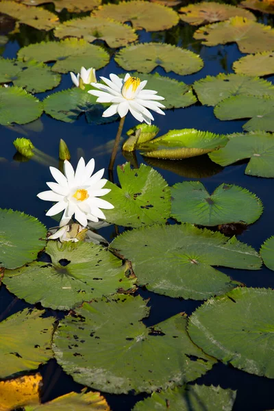 Belas Flores Lótus Superfície Lago — Fotografia de Stock