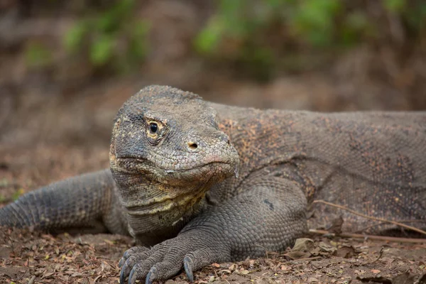 Κοντινό Πλάνο Του Δράκου Komodo Στο Φυσικό Περιβάλλον — Φωτογραφία Αρχείου