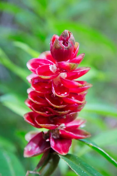 Flores Florescendo Bonitas Tiro Botânico — Fotografia de Stock