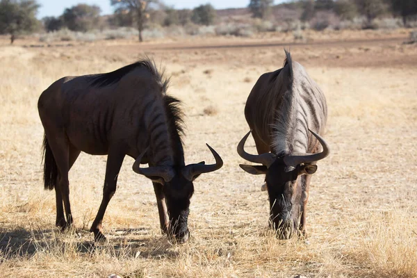 Zwarte Gnoes Witstaartgnu Connochaetes Gnou Lopend Open Vlaktes — Stockfoto