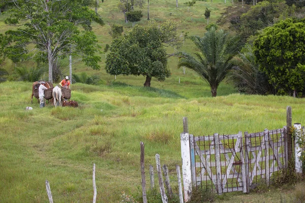 Pessoas Com Cavalos Exuberante Cena Tropical Verde — Fotografia de Stock