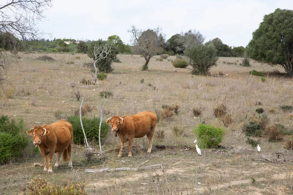 Uma Manada Vacas Campo — Fotografia de Stock