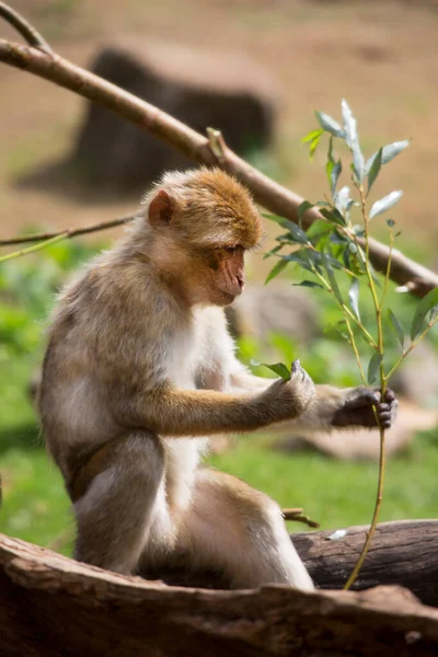 Macaco Sentado Chão — Fotografia de Stock