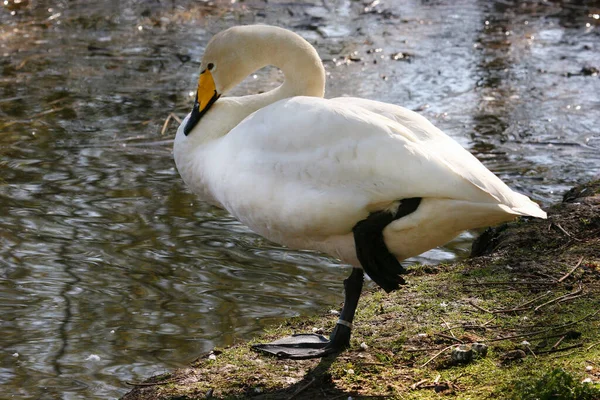 Cisne Branco Lago — Fotografia de Stock