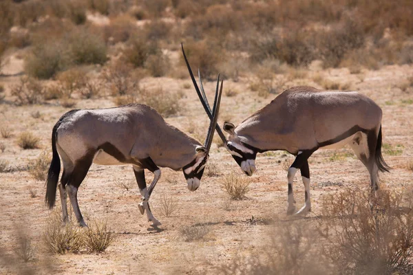 Gemsbok sürüsü ya da Güney Afrika antilobu, Afrika antilobu ceylanı Kalahari çölündeki kuru otların arasında yürüyor ve otluyor.