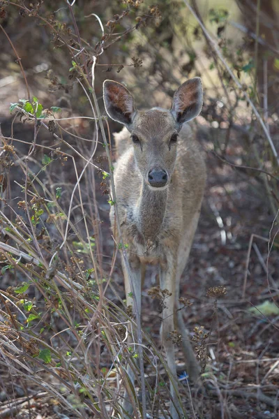 Closeup Doe Deer Javan Rusa Sunda Sambar Rusa Timorensis — Stock Photo, Image