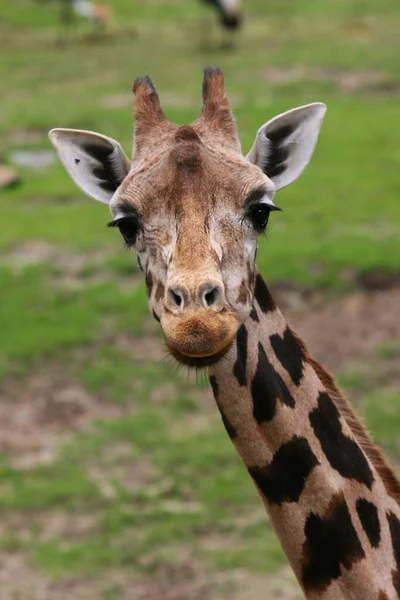 Schattigste Giraffe Een Dierentuin — Stockfoto