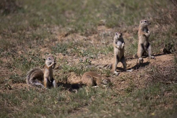 Vue Groupe Suricates Dans Habitat Naturel — Photo