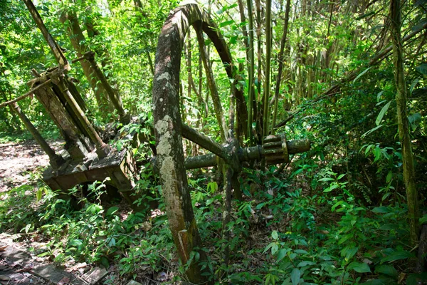Ormanın güzel bir manzarası.
