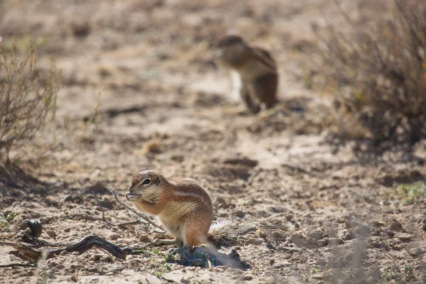 Colony Cape Ground Squirrel Xerus Inauris Eating Watch Danger — Stock Photo, Image