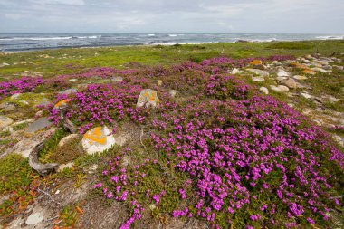 Kayalık kıyı şeridi ve okyanus manzarası 