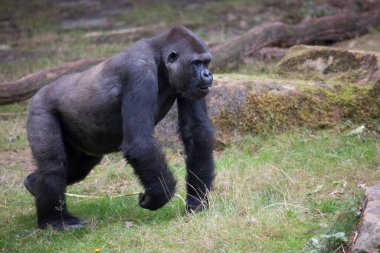 Hayvanat bahçesindeki goril