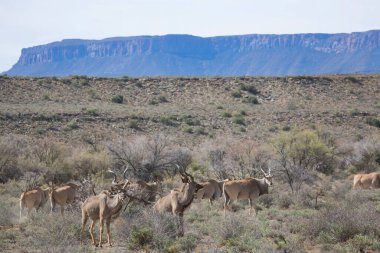 Büyük Kudu, yayılım gösterir: strepsiceros