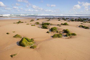 Yeşil yosunlu deniz kıyısının güzel manzarası