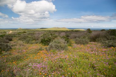 Tarladaki güzel çiçekler