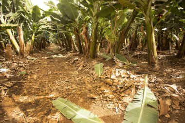 Tarlada yetişen muz bitkileri